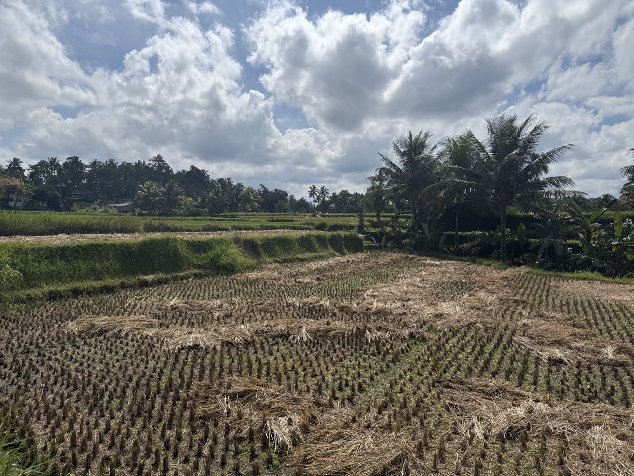 Bali rice paddies with palm trees