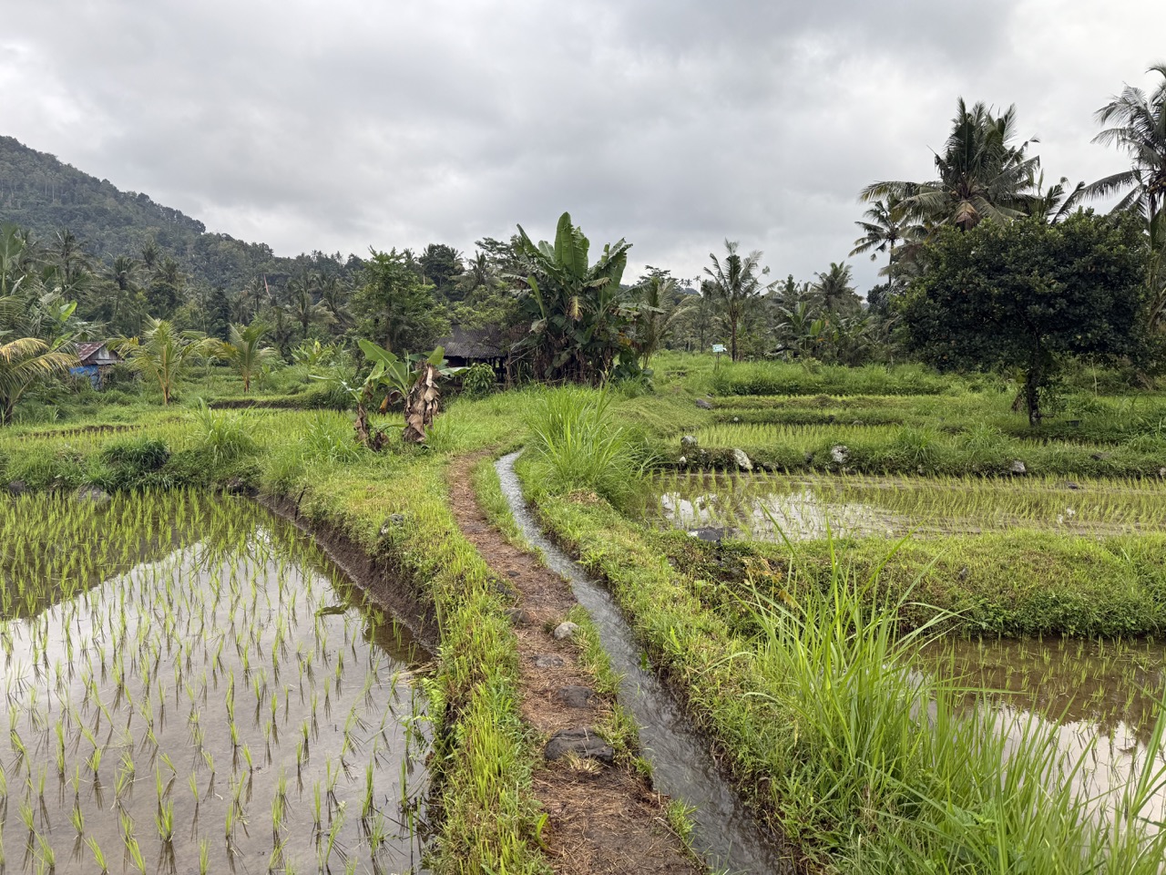 Sidemen Rice Field